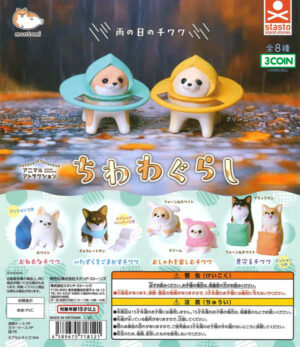 Chihuahua gurashi